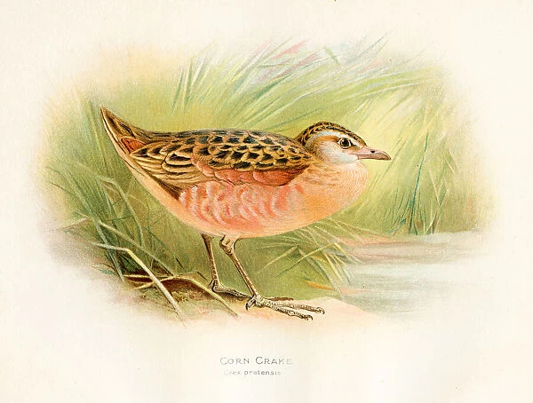 Corn crake bird color plate 1900