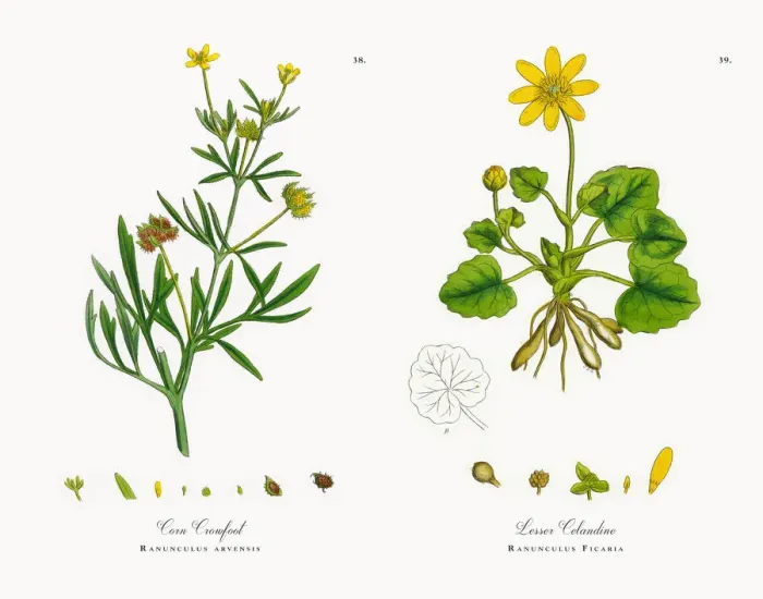 Framed Print : Corn Crowfoot, Ranunculus arvensis, Victorian Botanical Illustration, 1863