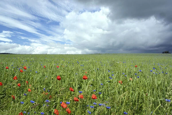 Corn field with Corn Poppies -Papaver rhoeas- and Cornflowers -Centaurea cyanus-, cloudy sky with clear and stormy patches