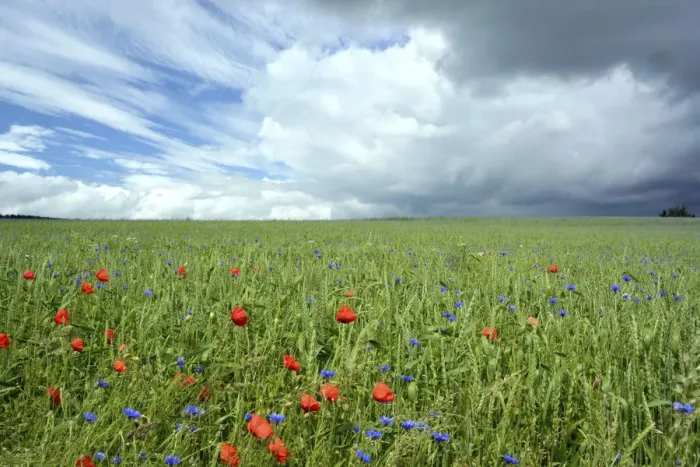 Framed Print : Corn field with Corn Poppies -Papaver rhoeas- and Cornflowers -Centaurea cyanus-, cloudy sky with clear and stormy patches Framed Print : Corn field with Corn Poppies -Papaver rhoeas- and Cornflowers -Centaurea cyanus-, cloudy sky with clear and stormy patches