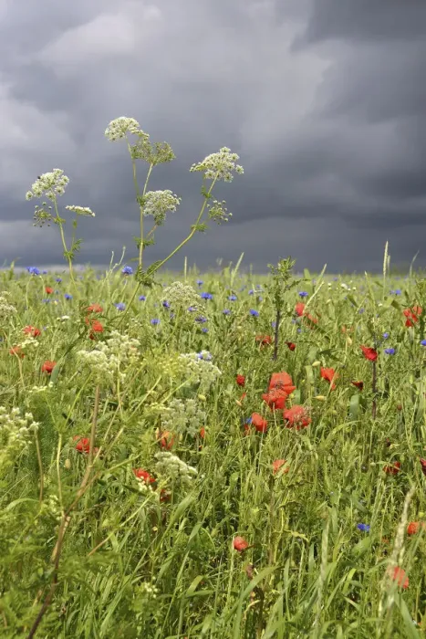 Framed Print : Corn field with Corn Poppies -Papaver rhoeas- and Cornflowers -Centaurea cyanus- during a thunderstorm Framed Print : Corn field with Corn Poppies -Papaver rhoeas- and Cornflowers -Centaurea cyanus- during a thunderstorm