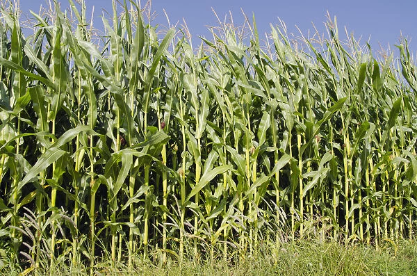 Corn field in the Hallertau area, Mainburg, Bavaria, Germany, Europe