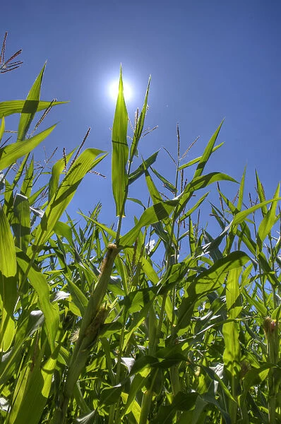 Corn field, sun, blue sky, Bergisches Land, North Rhine-Westphalia, Germany