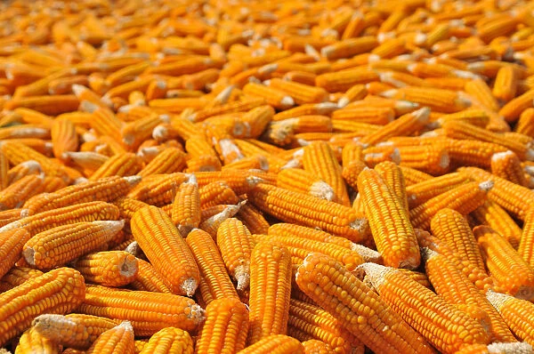 Corn laid out to dry, Vietnam, Asia
