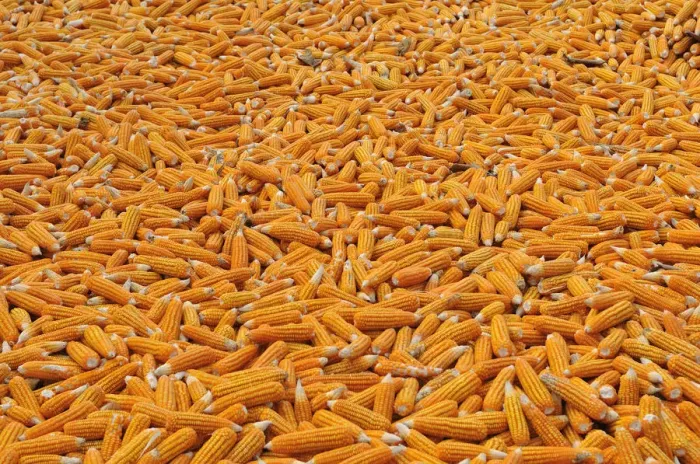 Framed Print : Corn laid out to dry, Vietnam, Asia