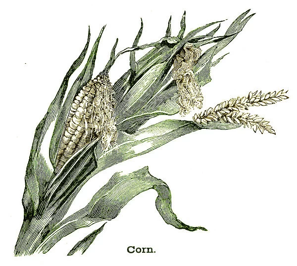 Corn plant engraving 1896