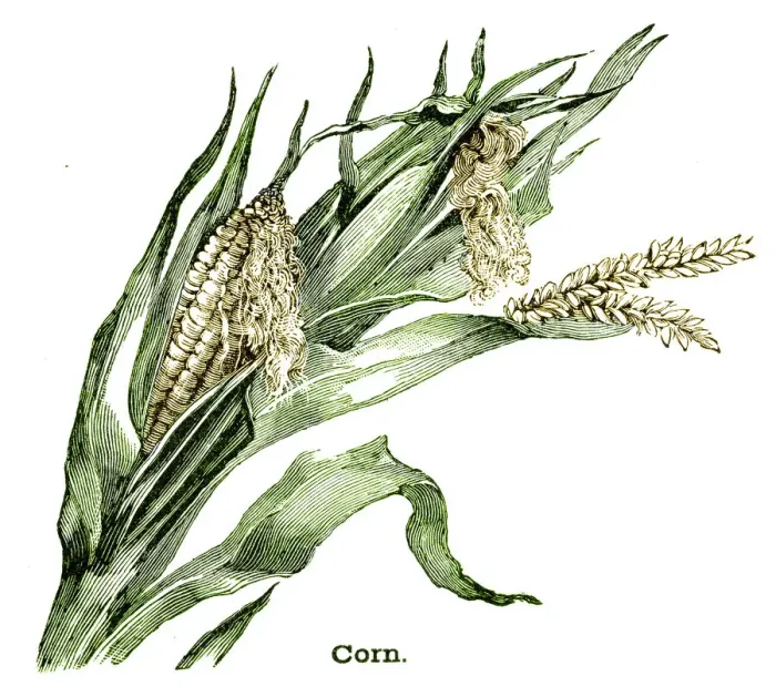 Framed Print : Corn plant engraving 1896 Framed Print : Corn plant engraving 1896