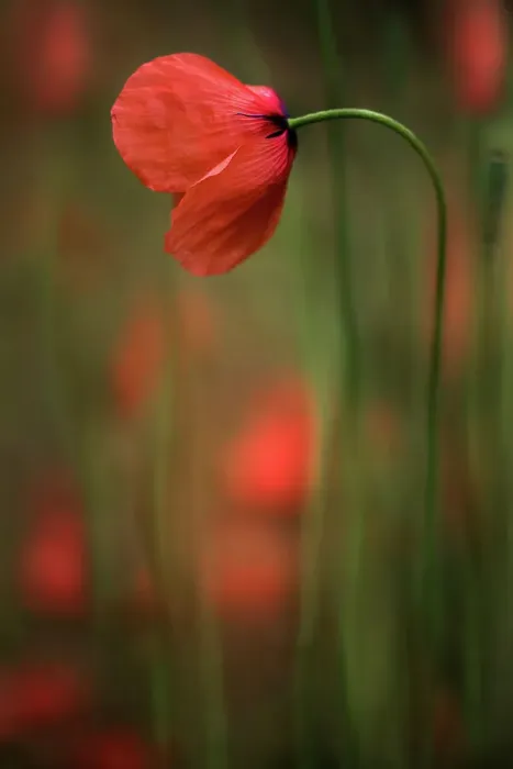 Framed Print : Corn poppy Framed Print : Corn poppy
