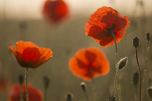 Corn poppy -Papaver rhoeas- flowers in the morning light, Thuringia, Germany