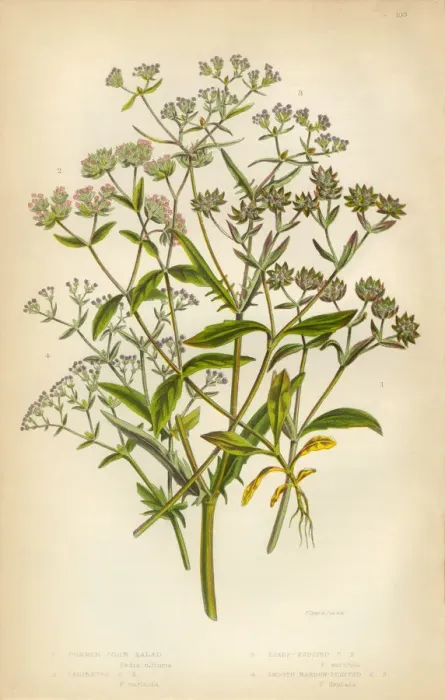 Framed Print : Corn Salad, Valerianella locusta, Cornsalad, Victorian Botanical Illustration Framed Print : Corn Salad, Valerianella locusta, Cornsalad, Victorian Botanical Illustration