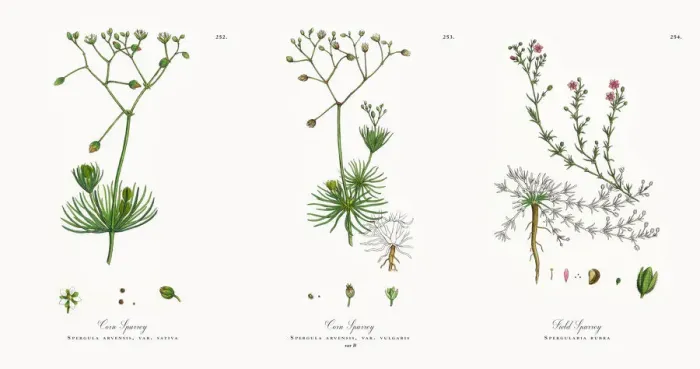 Framed Print : Corn Spurrey, Spergula arvensis, Victorian Botanical Illustration, 1863 Framed Print : Corn Spurrey, Spergula arvensis, Victorian Botanical Illustration, 1863