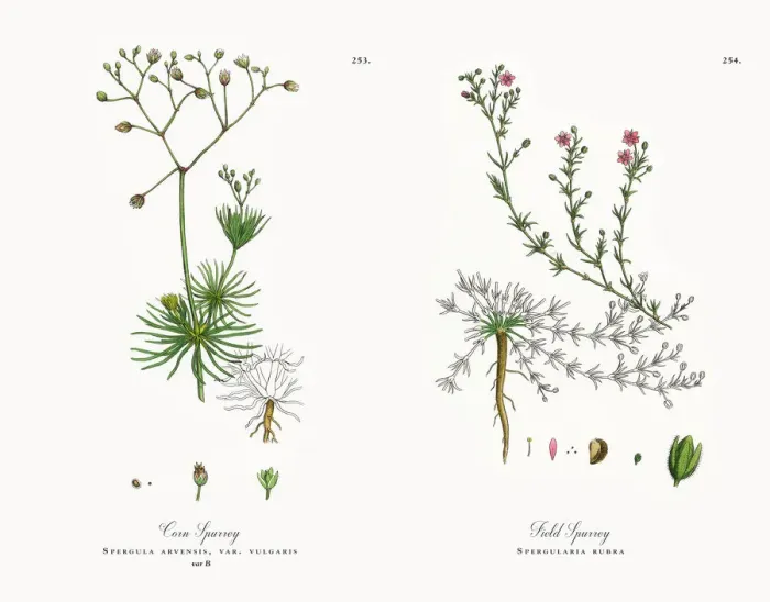 Framed Print : Corn Spurrey, Spergula arvensis, Victorian Botanical Illustration, 1863 Framed Print : Corn Spurrey, Spergula arvensis, Victorian Botanical Illustration, 1863