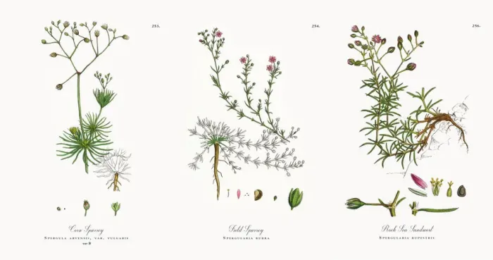 Framed Print : Corn Spurrey, Spergula arvensis, Victorian Botanical Illustration, 1863 Framed Print : Corn Spurrey, Spergula arvensis, Victorian Botanical Illustration, 1863