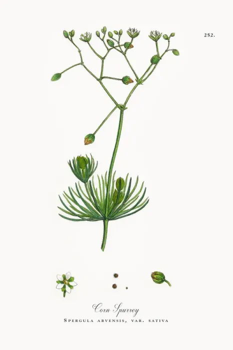 Framed Print : Corn Spurrey, Spergula arvensis, Victorian Botanical Illustration, 1863 Framed Print : Corn Spurrey, Spergula arvensis, Victorian Botanical Illustration, 1863