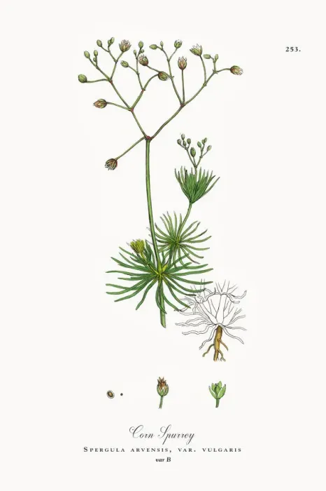 Framed Print : Corn Spurrey, Spergula arvensis, Victorian Botanical Illustration, 1863 Framed Print : Corn Spurrey, Spergula arvensis, Victorian Botanical Illustration, 1863