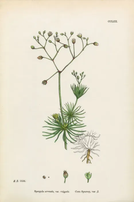 Framed Print : Corn Spurrey, Spergula arvensis, Victorian Botanical Illustration, 1863 Framed Print : Corn Spurrey, Spergula arvensis, Victorian Botanical Illustration, 1863