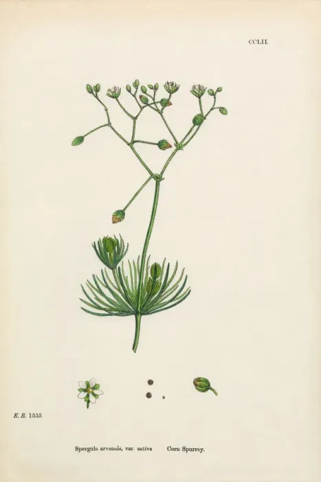 Framed Print : Corn Spurrey, Spergula arvensis, Victorian Botanical Illustration, 1863 Framed Print : Corn Spurrey, Spergula arvensis, Victorian Botanical Illustration, 1863