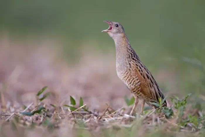 Framed Print : Corncrake -Crex crex-, calling, courtship, Middle Elbe region, Saxony-Anhalt, Germany Framed Print : Corncrake -Crex crex-, calling, courtship, Middle Elbe region, Saxony-Anhalt, Germany