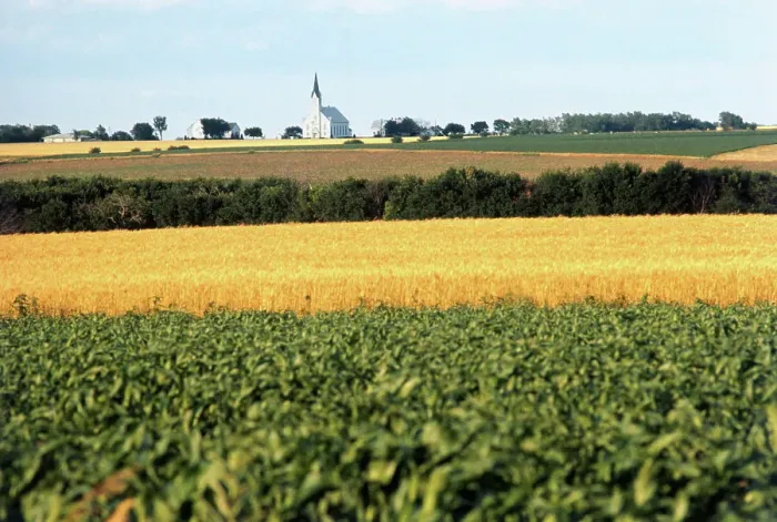 Framed Print : Cornfield with Church in Background