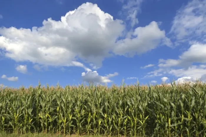 Framed Print : Cornfield -Zea mays subsp. mays- with cloudy sky, Karsberg, Upper Franconia, Bavaria, Germany Framed Print : Cornfield -Zea mays subsp. mays- with cloudy sky, Karsberg, Upper Franconia, Bavaria, Germany
