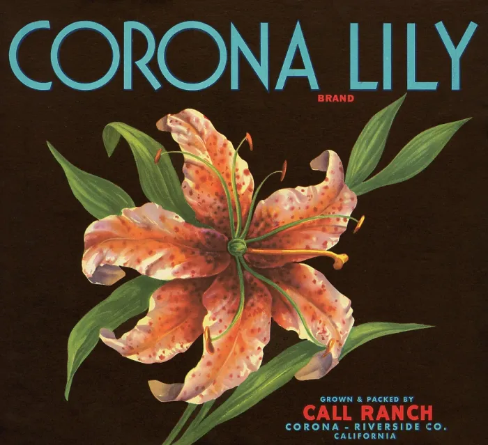 Framed Print : Corona Lily Brand Framed Print : Corona Lily Brand