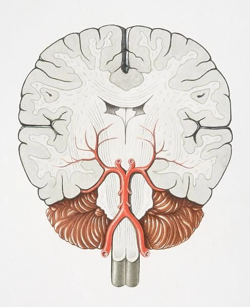 Coronal cross section of the Brain