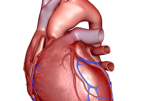 The coronary vessels of the heart
