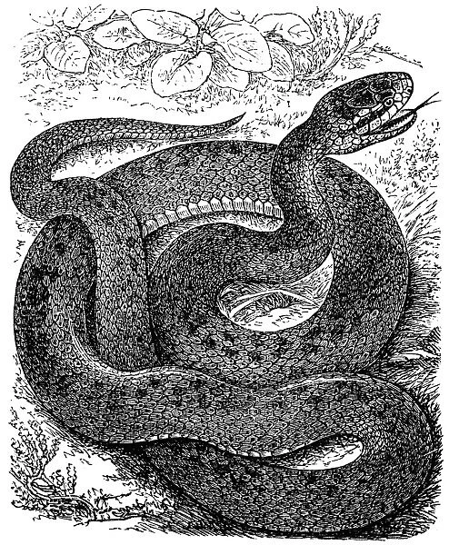 Coronella austriaca (smooth snake)