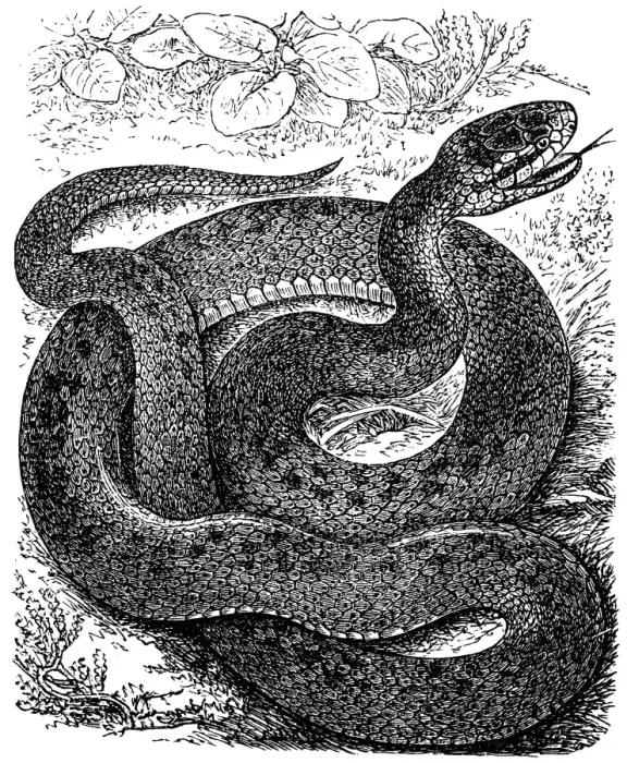 Framed Print : Coronella austriaca (smooth snake) Framed Print : Coronella austriaca (smooth snake)