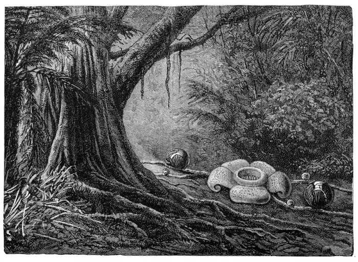 Framed Print : Corpse flower (Rafflesia patma) Framed Print : Corpse flower (Rafflesia patma)