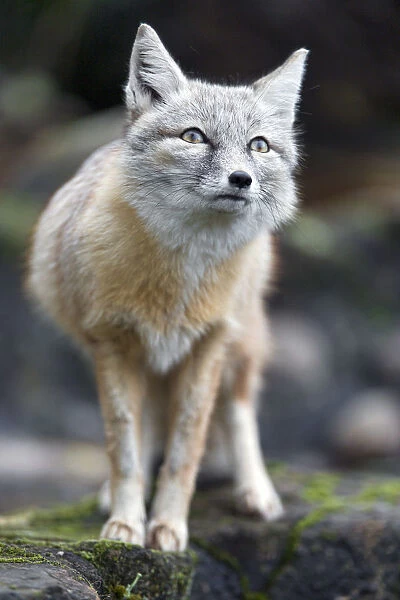 Corsac fox standing