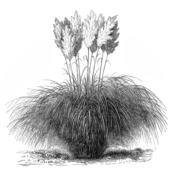 Framed Print : Cortaderia selloana (pampas grass) Framed Print : Cortaderia selloana (pampas grass)