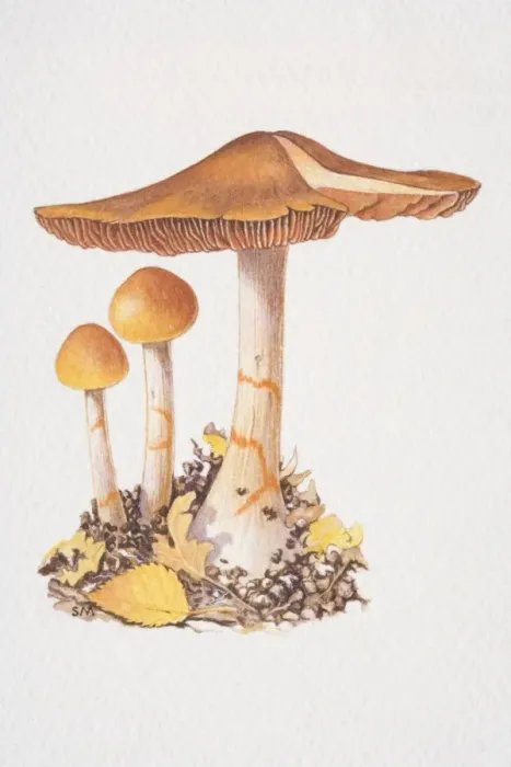 Framed Print : Cortinarius armillatus, three Red-banded Web-cap mushrooms, two of them small and one fully fruited