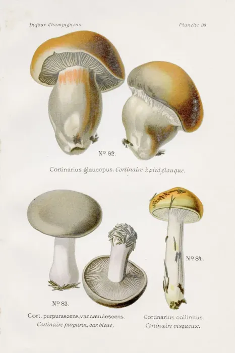 Framed Print : Cortinarius mushroom 1891 Framed Print : Cortinarius mushroom 1891