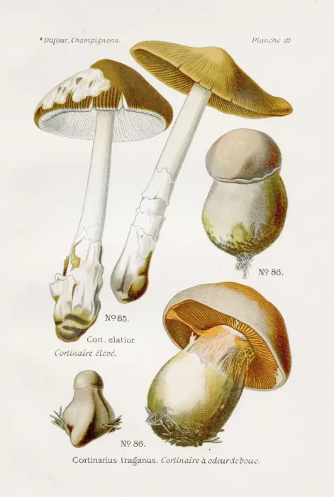 Framed Print : Cortinarius mushroom 1891 Framed Print : Cortinarius mushroom 1891