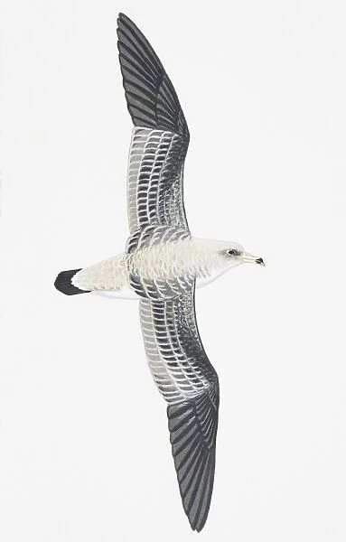 Corys Shearwater (Calonectris diomedea), adult