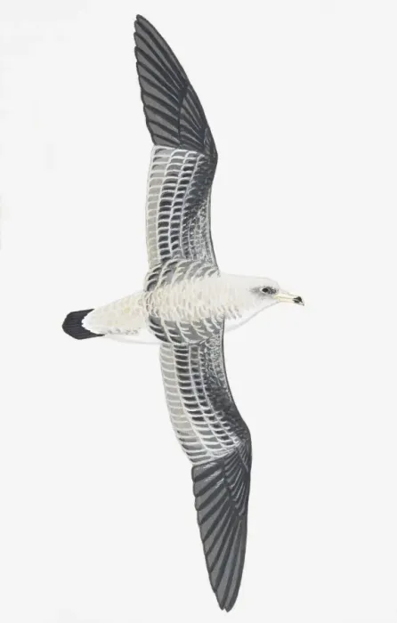 Framed Print : Corys Shearwater (Calonectris diomedea), adult Framed Print : Corys Shearwater (Calonectris diomedea), adult