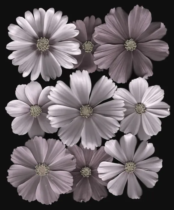 Framed Print : Cosmos. Scanned cosmos flowers Framed Print : Cosmos. Scanned cosmos flowers