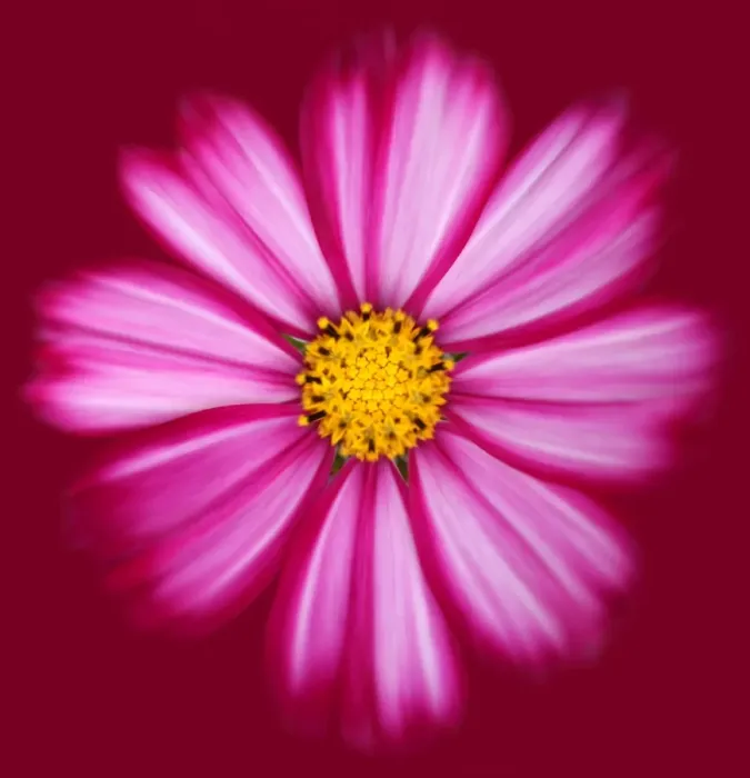 Framed Print : Cosmos Candy Stripe Framed Print : Cosmos Candy Stripe