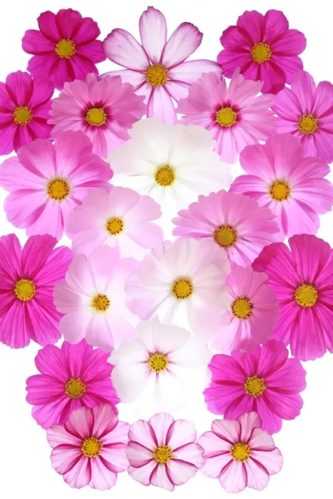 Framed Print : Cosmos flowers Framed Print : Cosmos flowers