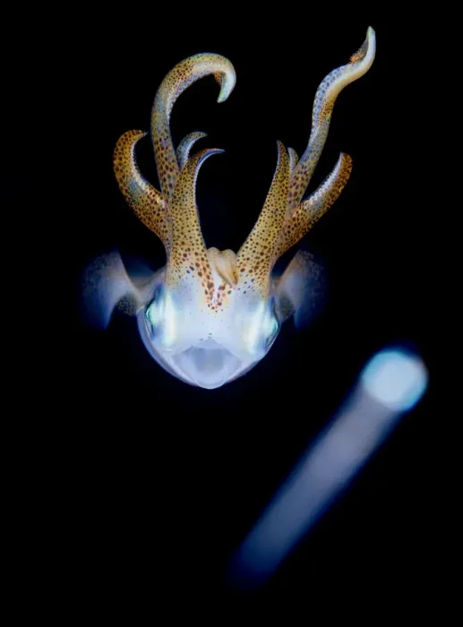 Framed Print : Cosmos. Squid dance at night. Small fish fly away form it Framed Print : Cosmos. Squid dance at night. Small fish fly away form it