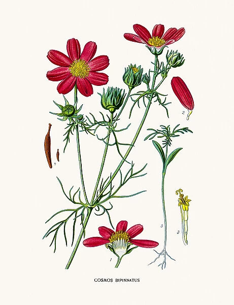 cosmos. Photo of an original Fine Lithograph from the Favourite Flowers