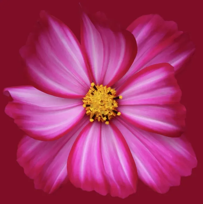Framed Print : Cosmos Candy Stripe Framed Print : Cosmos Candy Stripe