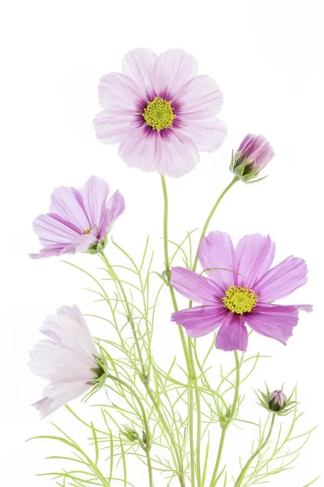 Framed Print : Cosmos flowers Framed Print : Cosmos flowers