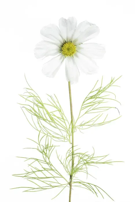 Framed Print : Cosmos flowers Framed Print : Cosmos flowers