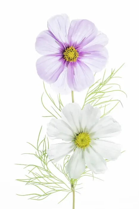 Framed Print : Cosmos flowers Framed Print : Cosmos flowers
