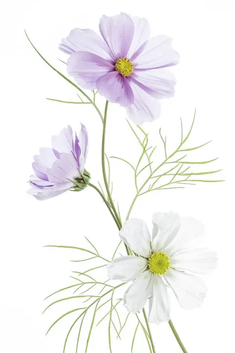 Framed Print : Cosmos flowers Framed Print : Cosmos flowers