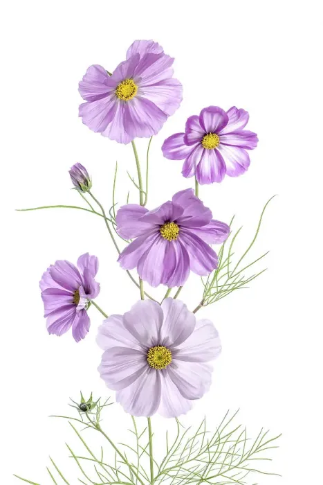 Framed Print : Cosmos flowers Framed Print : Cosmos flowers