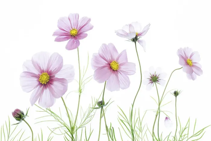 Framed Print : Cosmos flowers Framed Print : Cosmos flowers