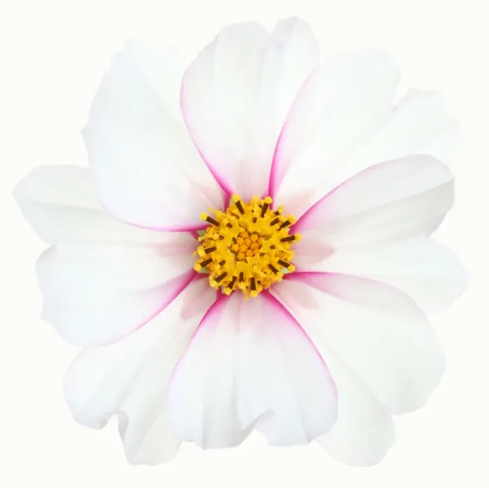 Framed Print : Cosmos Candy Stripe Framed Print : Cosmos Candy Stripe